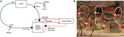 Evidence of competition between electrogens shaping electroactive microbial communities in microbial electrolysis cells